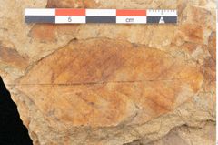 Foto (Detailansicht) von Fagus pyrrhae Unger (NHMW-GEO-2024-0188-11593)